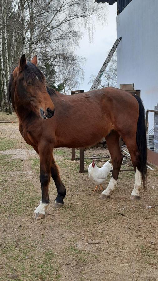 Penzion U Statku Lodherov Esterno foto